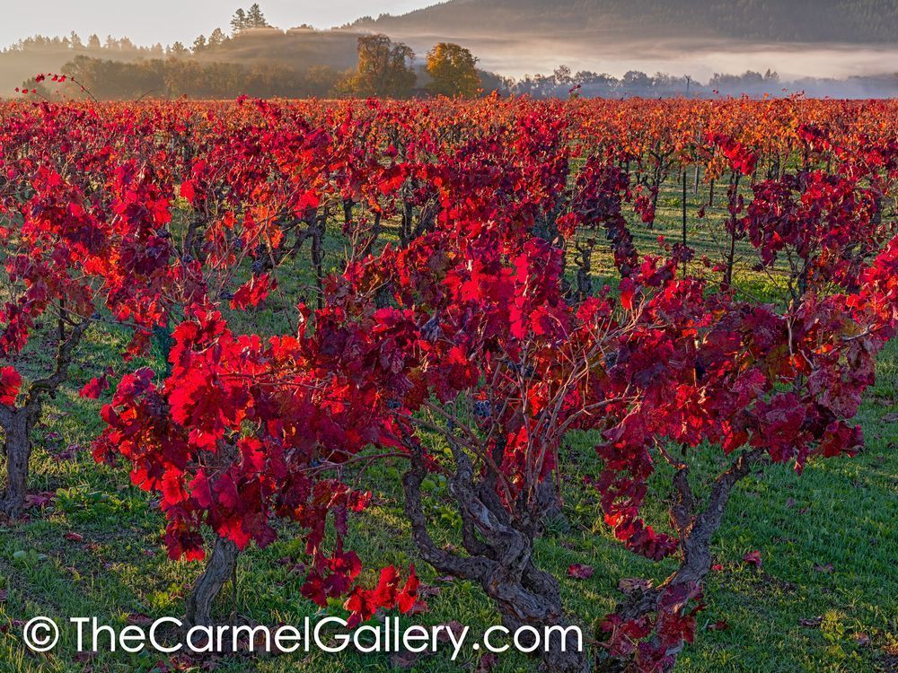 Scarlet Glow