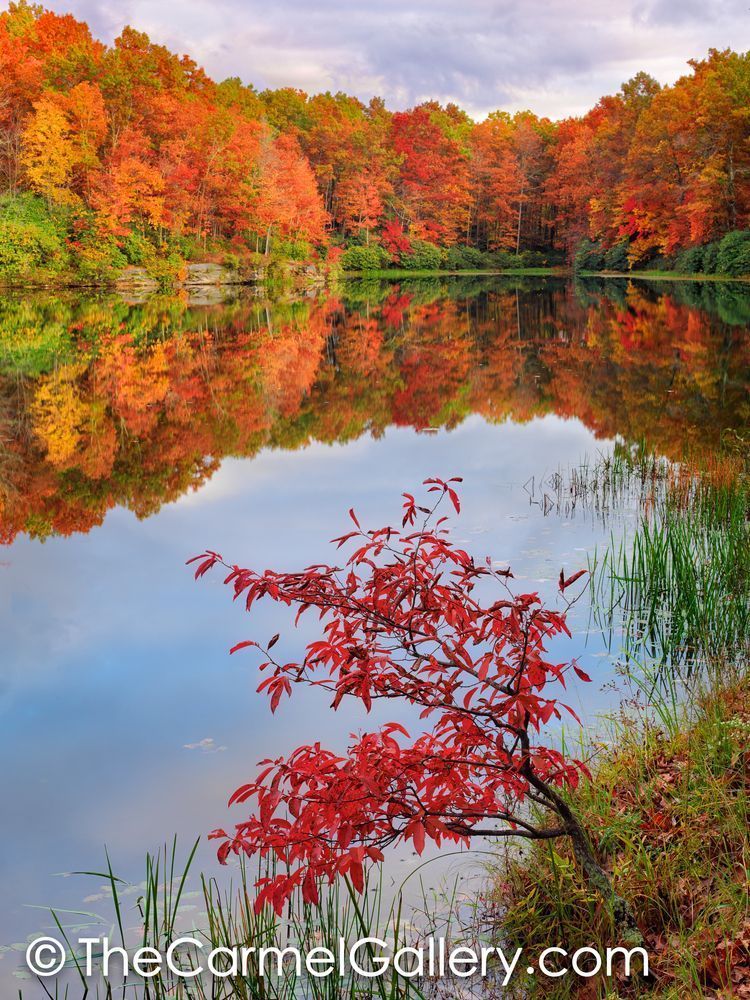 Scarlet Autumn