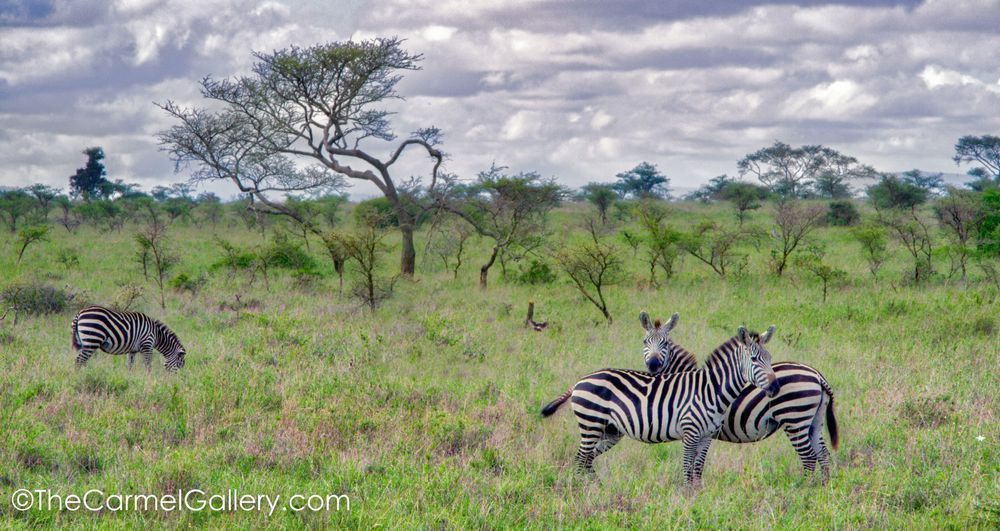 Zebra Art