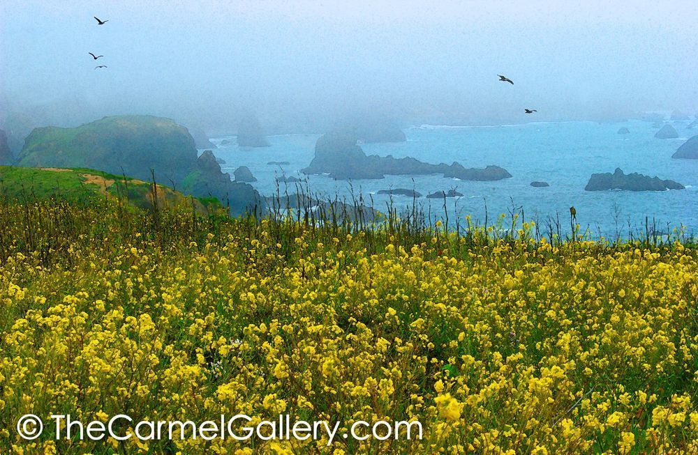 Sonoma Coast in Bloom