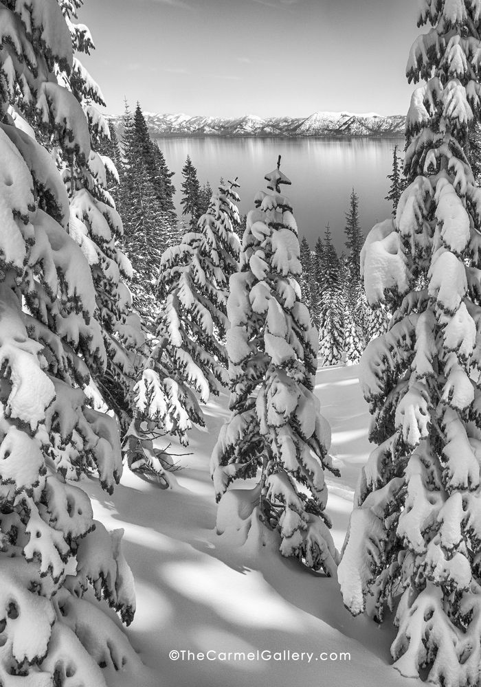 Lake Tahoe winter black and white, snowy trees and lake