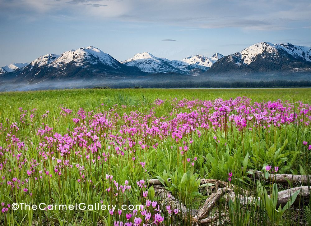 Shooting Star Bloom Photography Art | The Carmel Gallery
