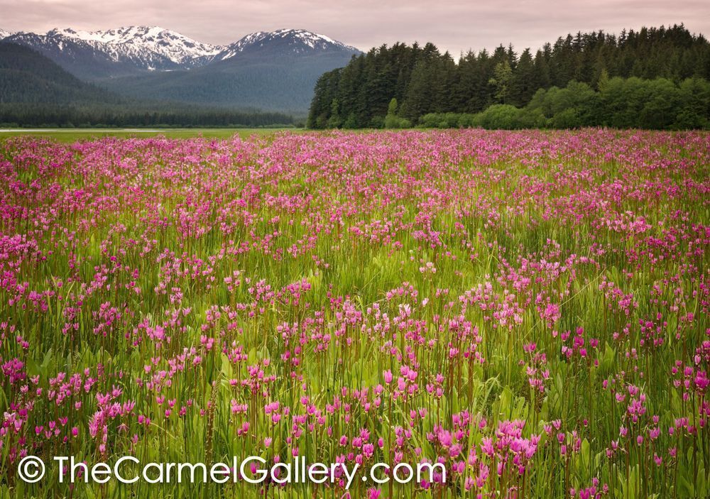 Shooting Star Meadow, Juneau