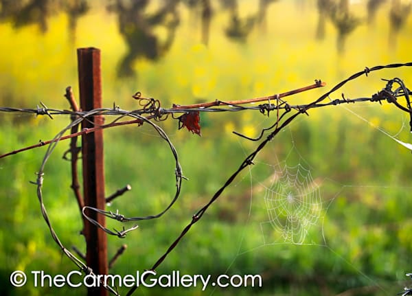 Shapes of Spring