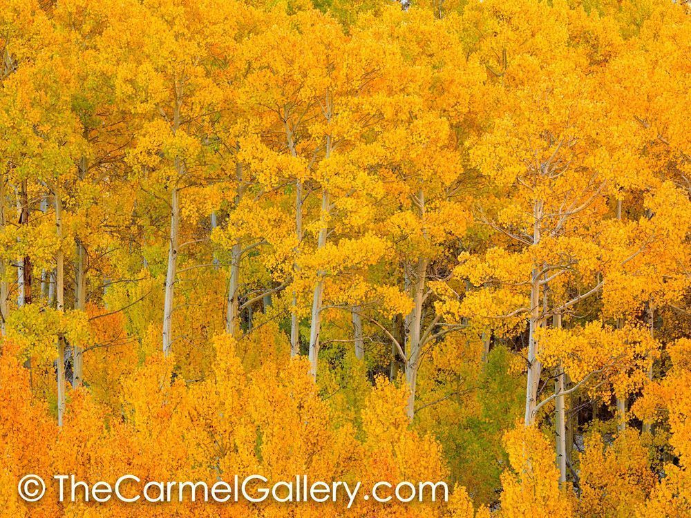 Sierra Aspen Grove