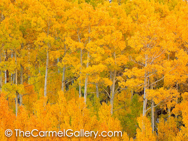 Sierra Aspen Grove