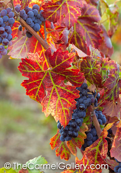 Signs of September