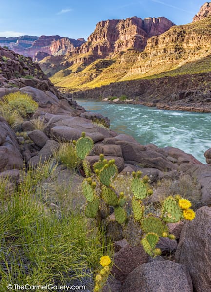 Prickly Pear In Bloom Photography Art | The Carmel Gallery