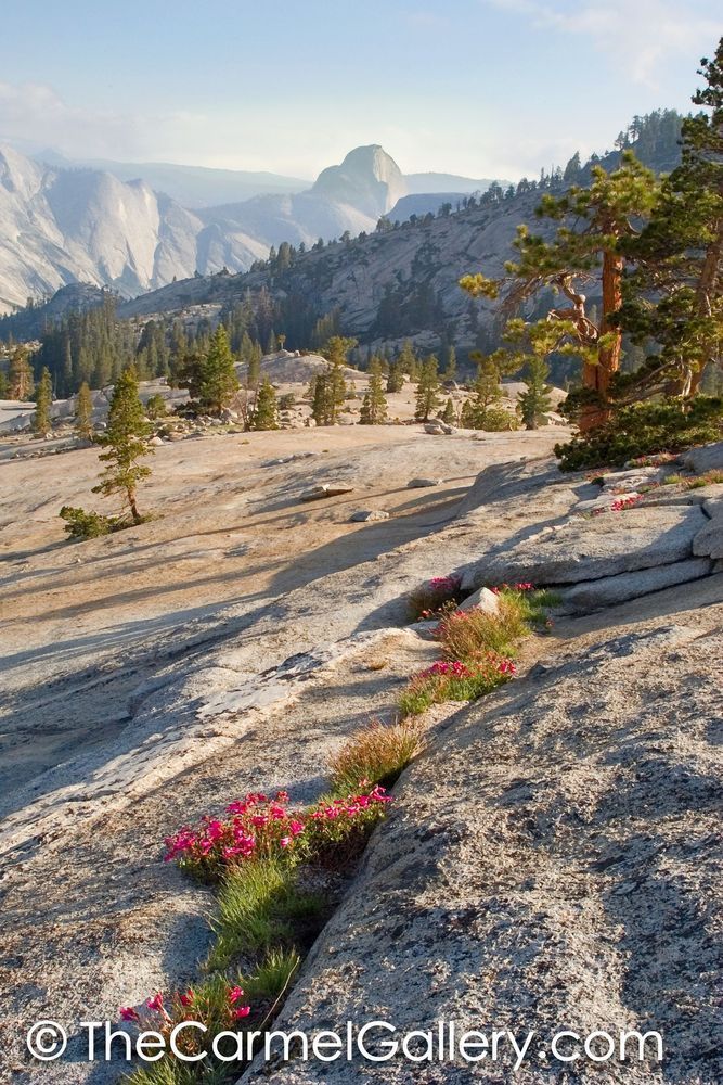 Penstemon and Half Dome