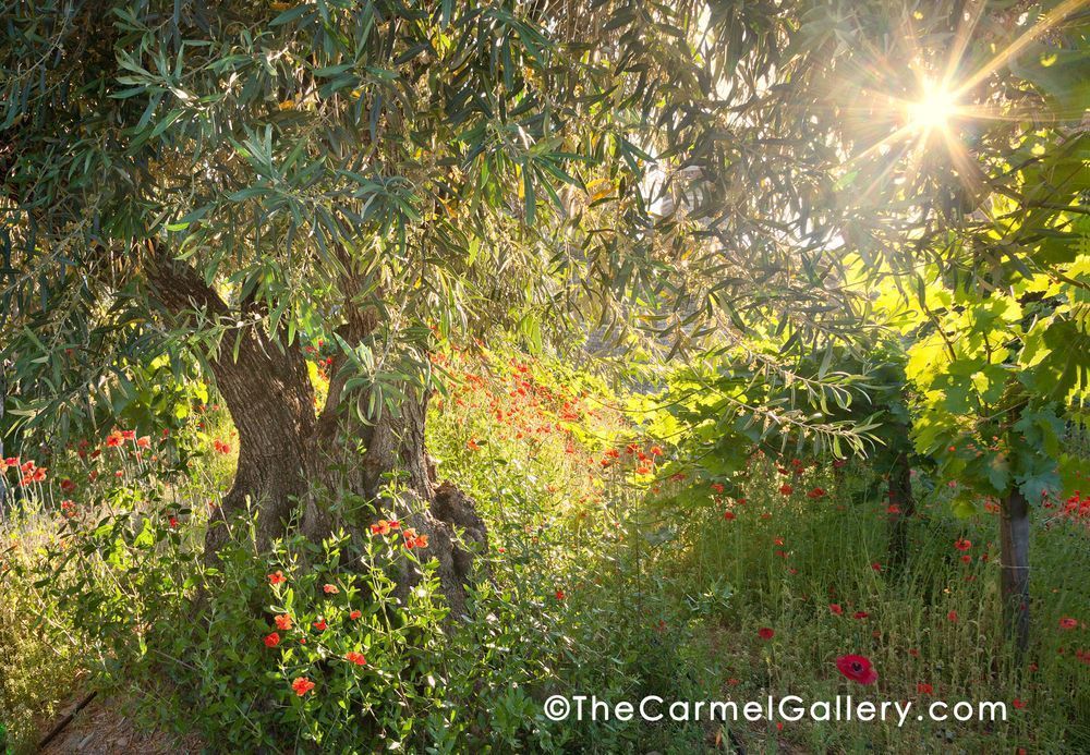 Papeveri Rossi E Olivo Photography Art | The Carmel Gallery
