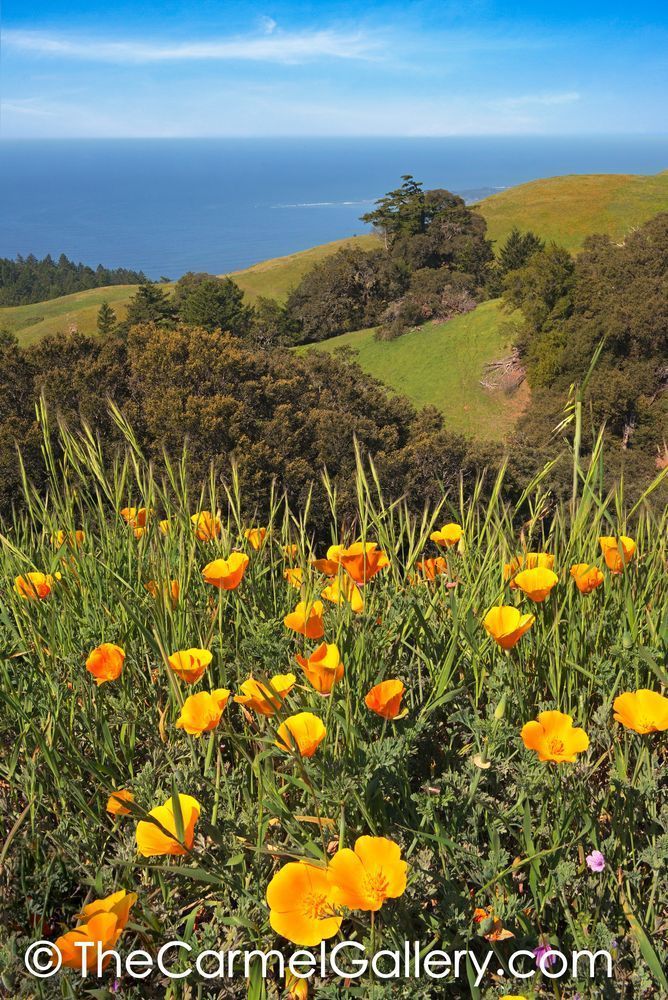 Pacific Coast Poppies