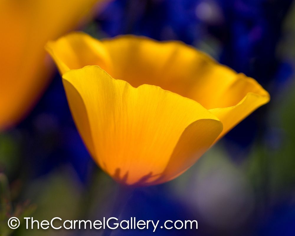 Poppies I Photography Art | The Carmel Gallery