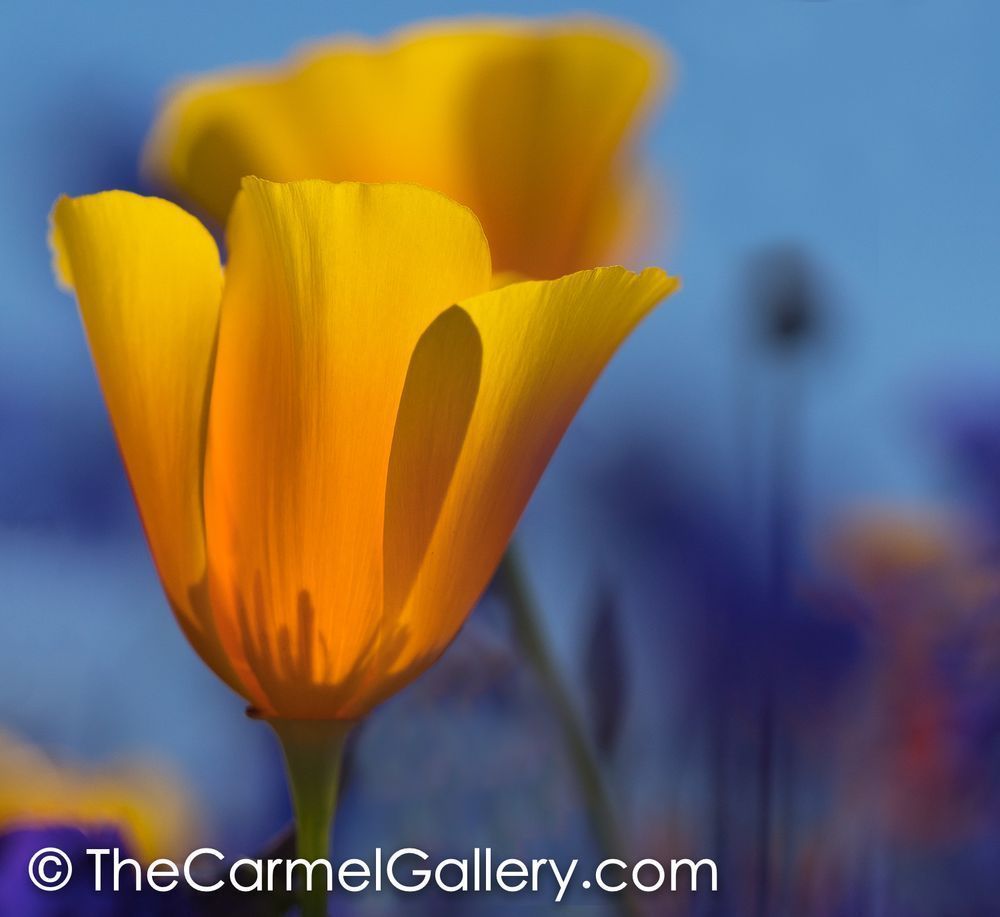 Poppies Ii Photography Art | The Carmel Gallery
