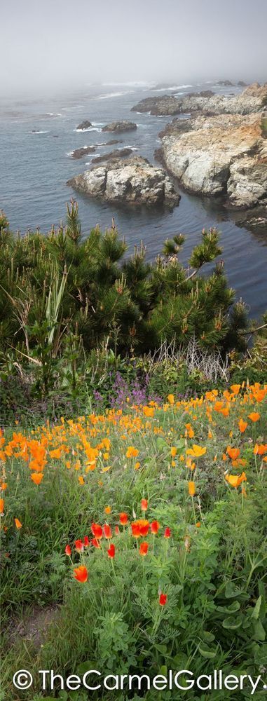 Poppies And Pines Photography Art | The Carmel Gallery