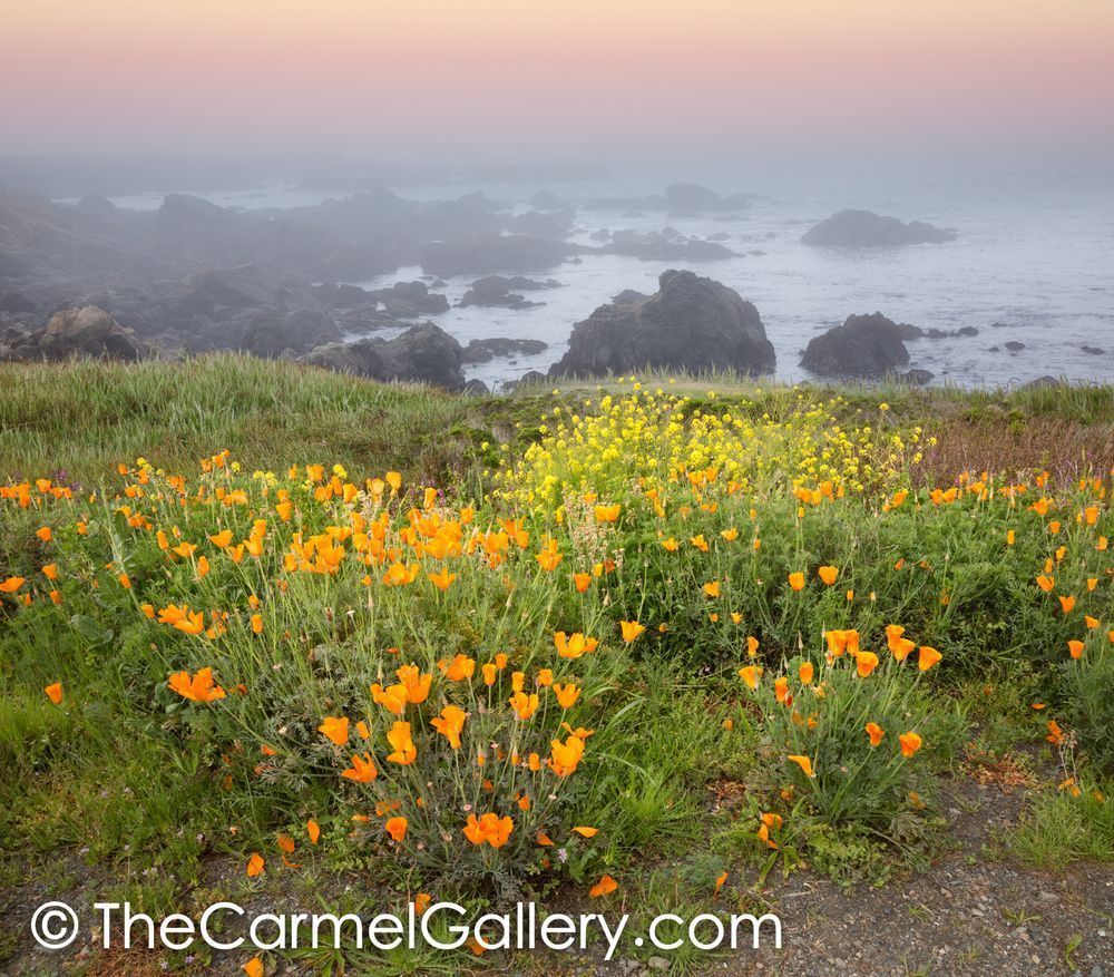 Poppies & Mustard, California Coast Photography Art | The Carmel Gallery