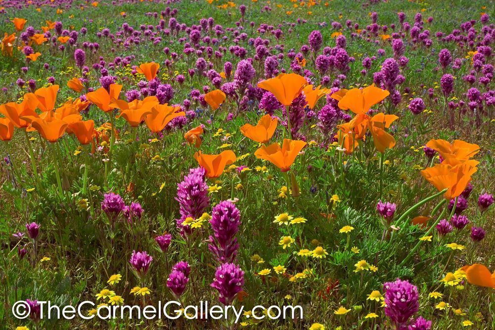 Poppies & Owl's Clover