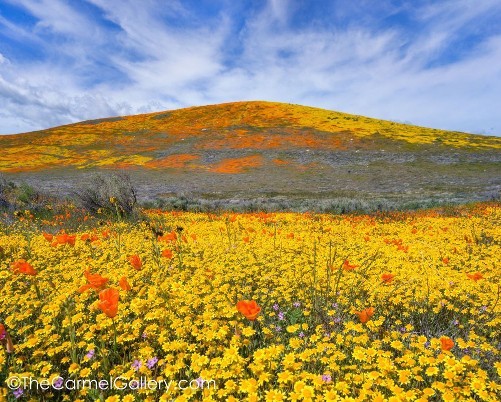 Wildflower Collage Photography Art | The Carmel Gallery