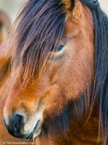 Pony's Gaze Photography Art | The Carmel Gallery