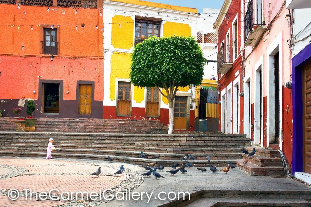 Pigeons, Guanajuato