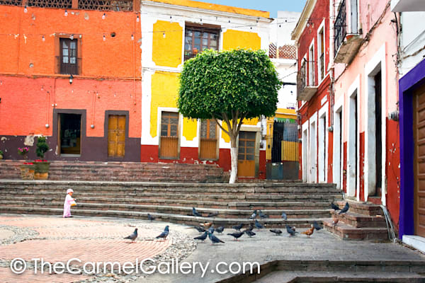 Pigeons, Guanajuato