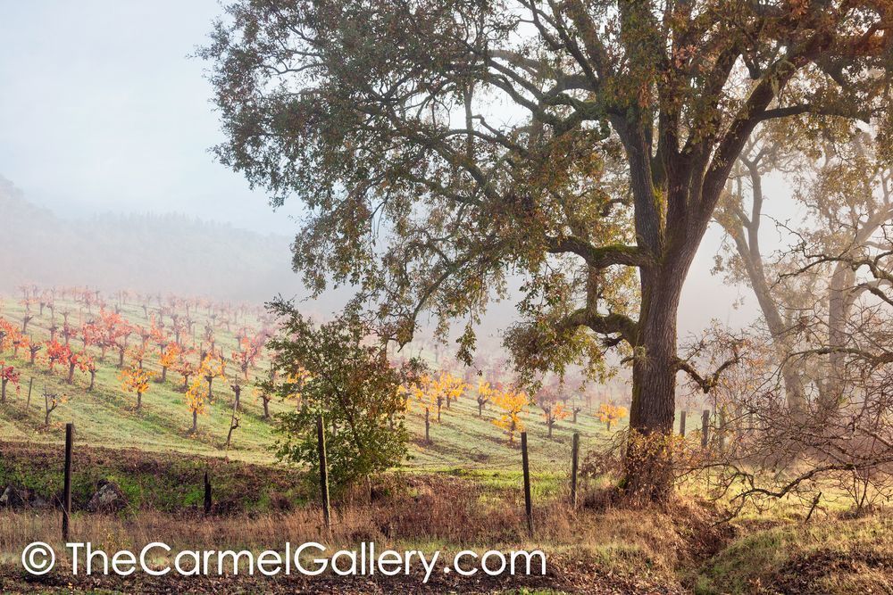 Quiet Vineyard Morning
