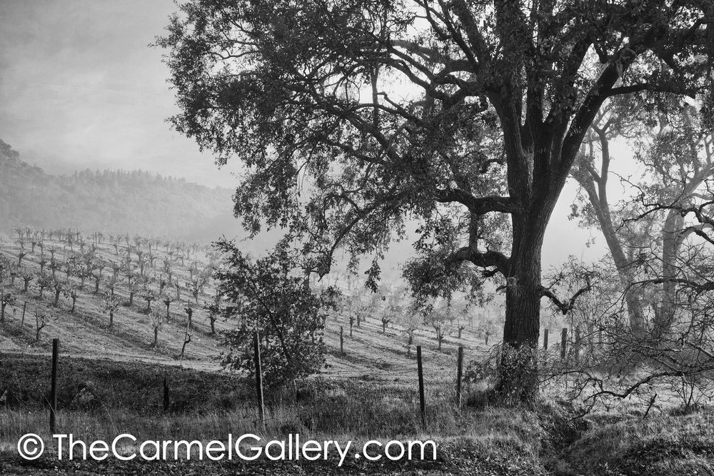 Quiet Vineyard Morning BW