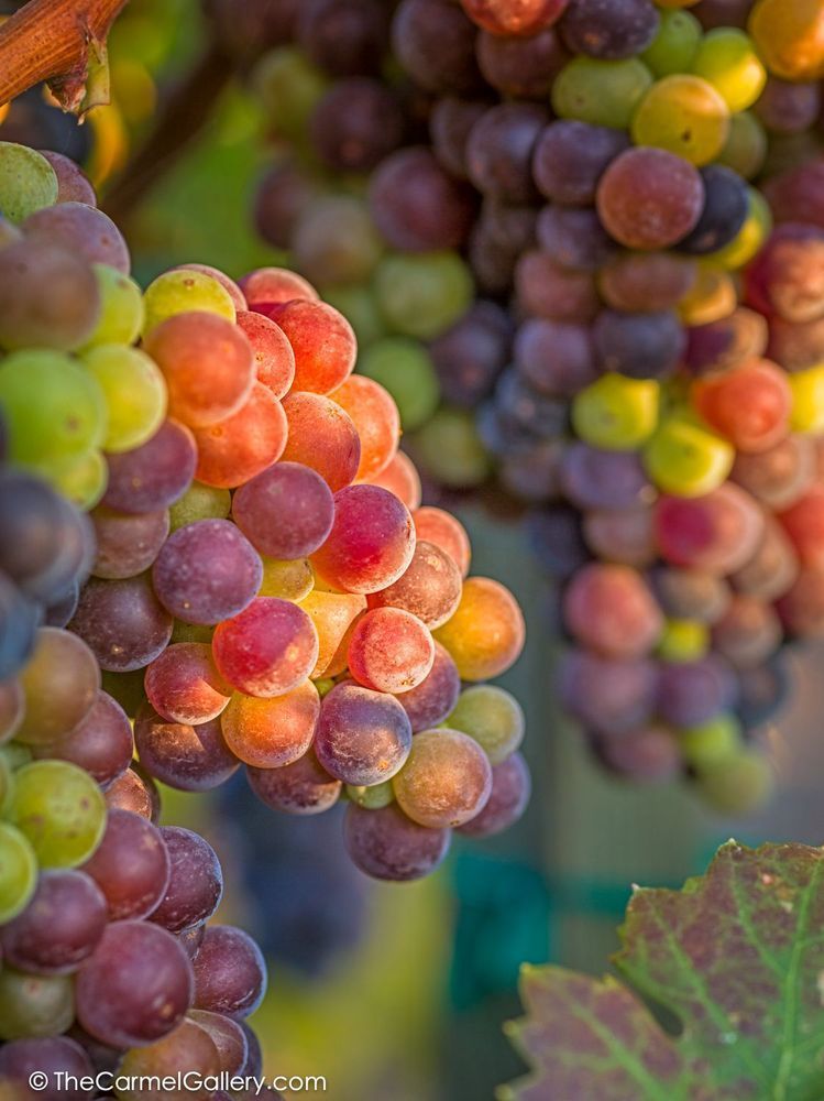 Veraison Ii Photography Art | The Carmel Gallery