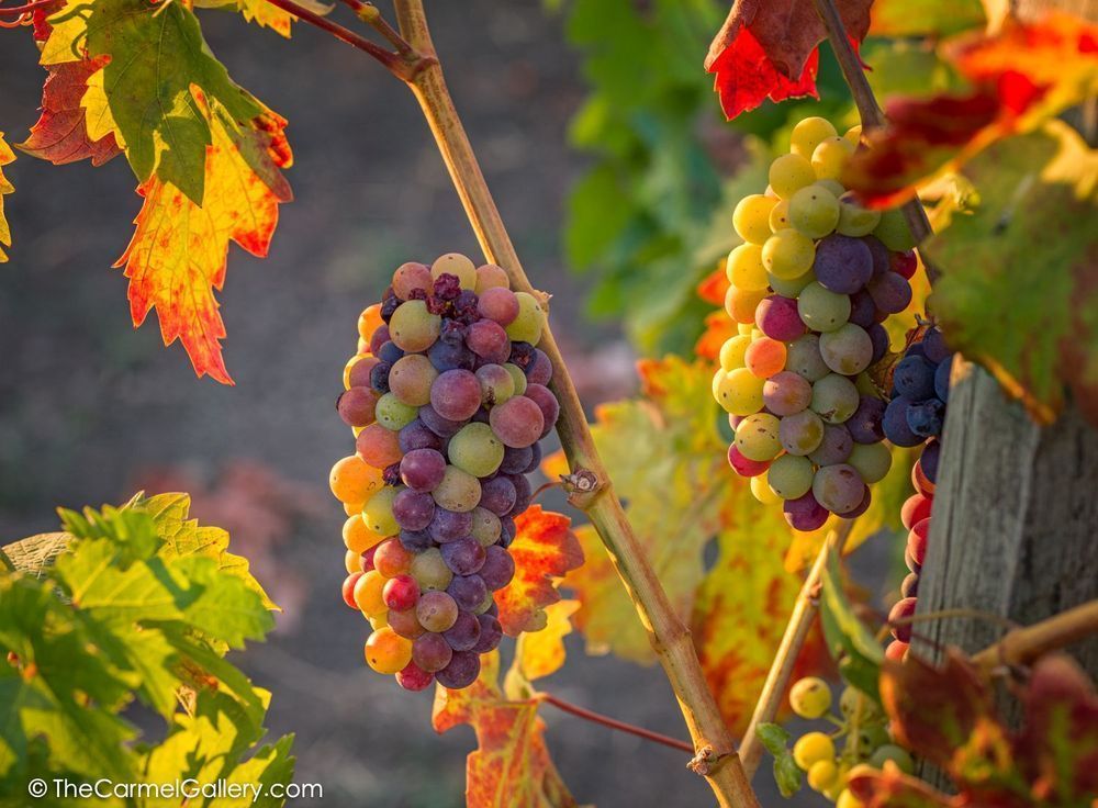 Veraison Iii Photography Art | The Carmel Gallery