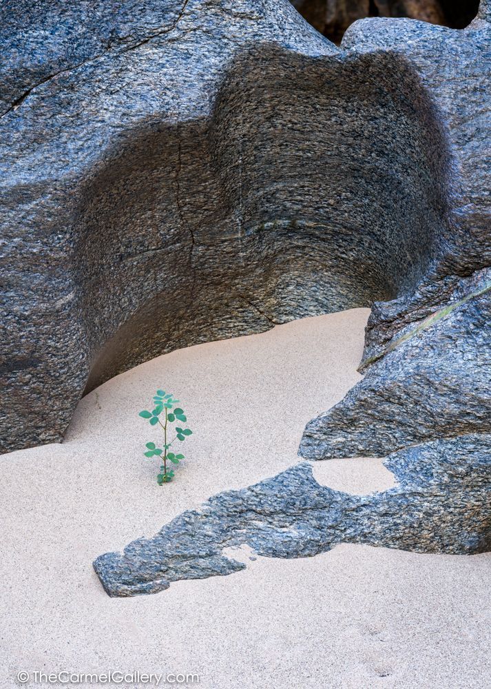 Vishnu Vision Ii Photography Art | The Carmel Gallery