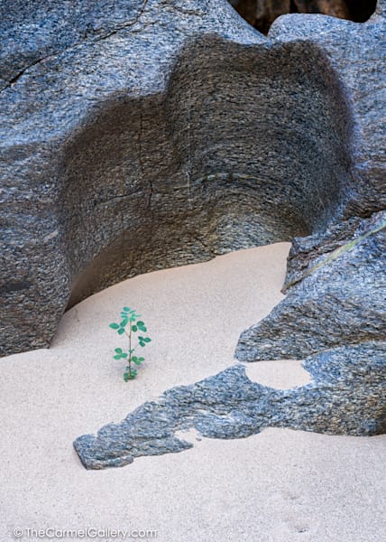 Vishnu Vision Ii Photography Art | The Carmel Gallery