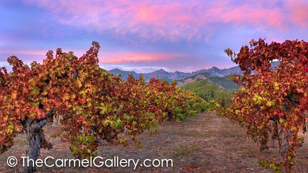 Vineyard Sunset