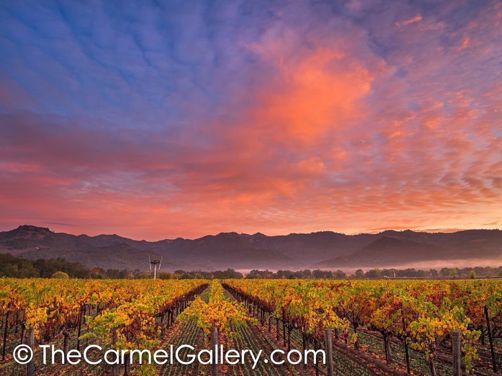 Vineyard Sunrise