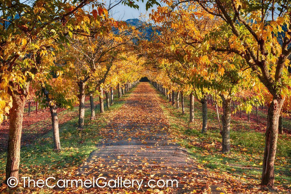 Vineyard Path Calistoga