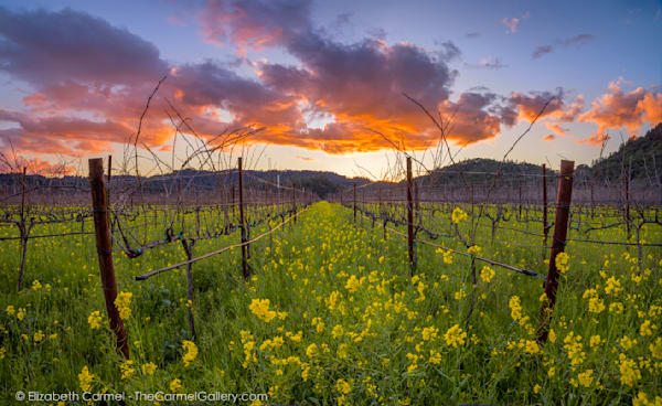 photo of a sunset over a vineyard in the Napa Valley
