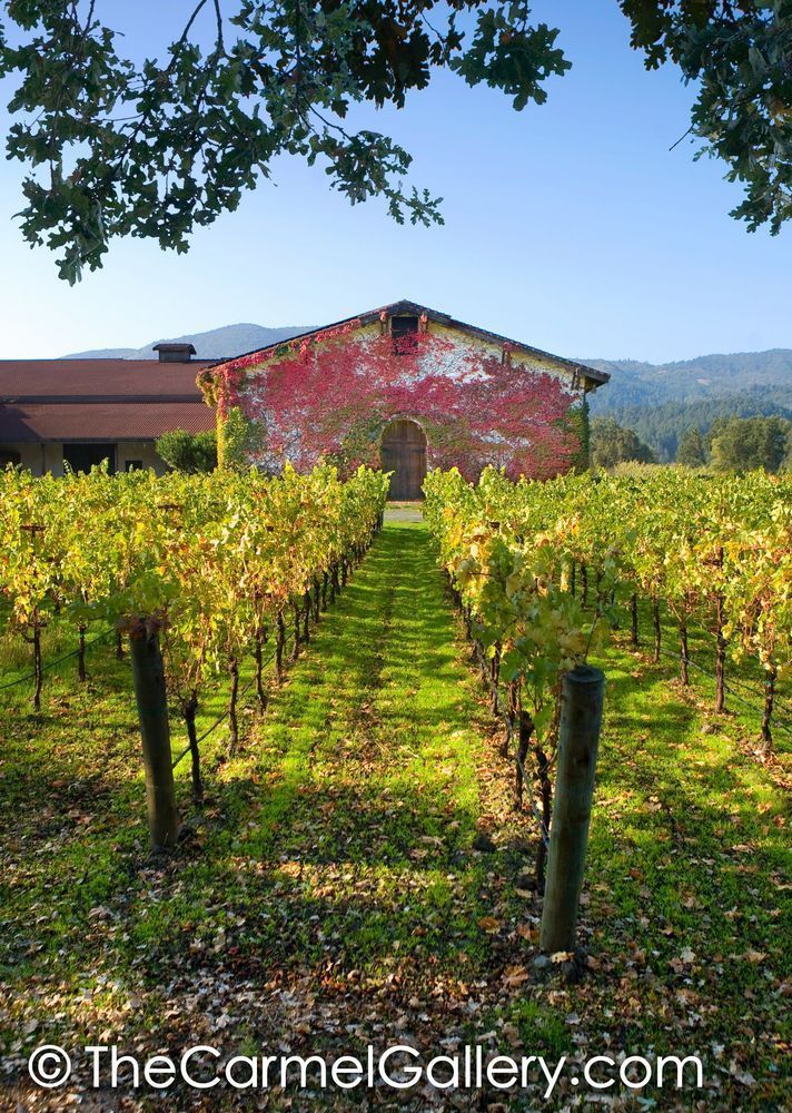 Vineyard Lane