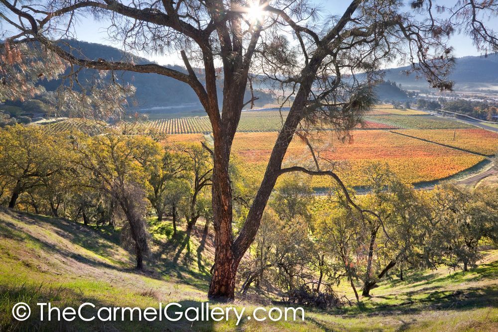 Vineyard Morning