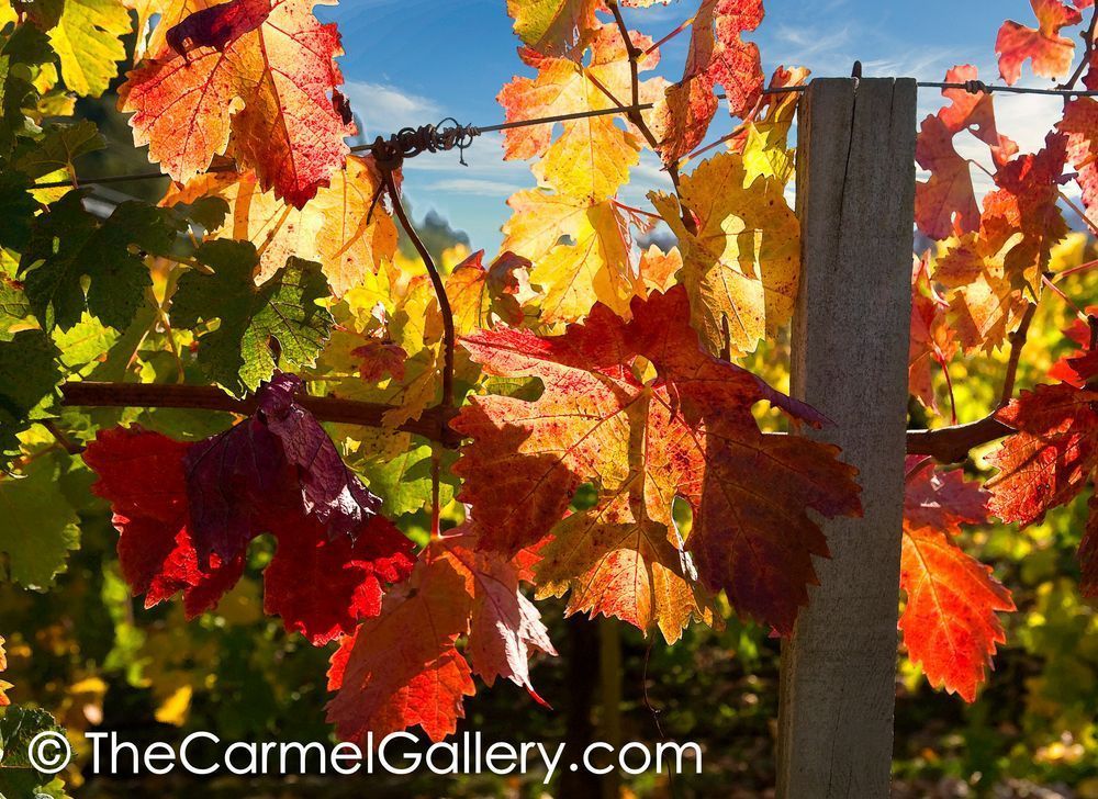Vineyard Fall Foliage