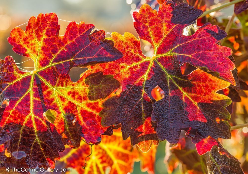 Vineyard Glow