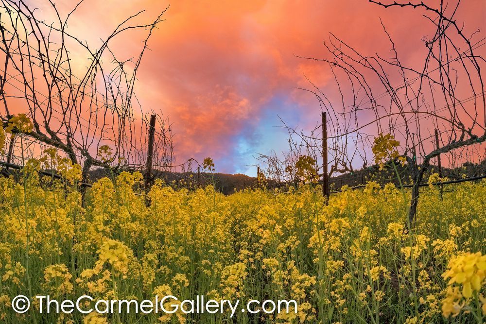 Watercolor Sunset Photography Art | The Carmel Gallery