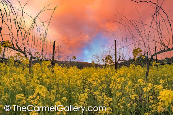 Watercolor Sunset Photography Art | The Carmel Gallery