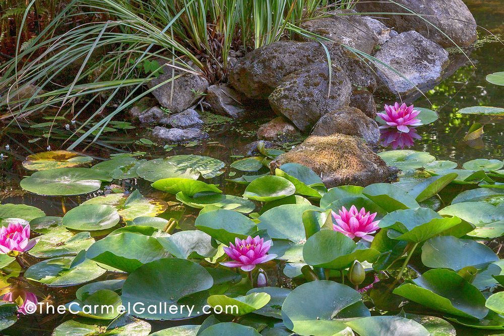 Waterlily Reflection Photography Art | The Carmel Gallery