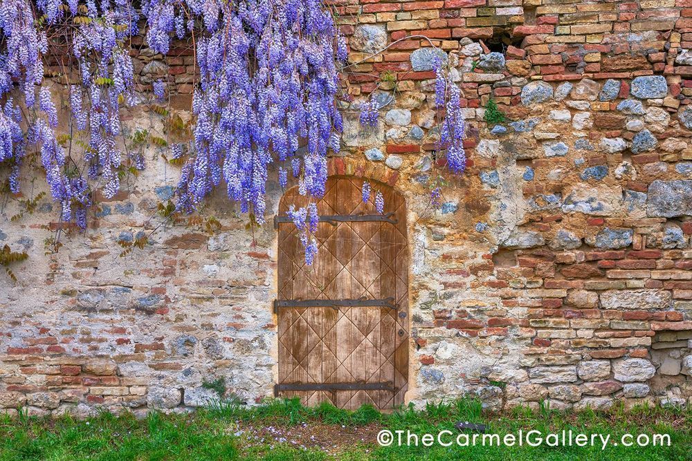Wisteria Wall Tuscany Photography Art | The Carmel Gallery