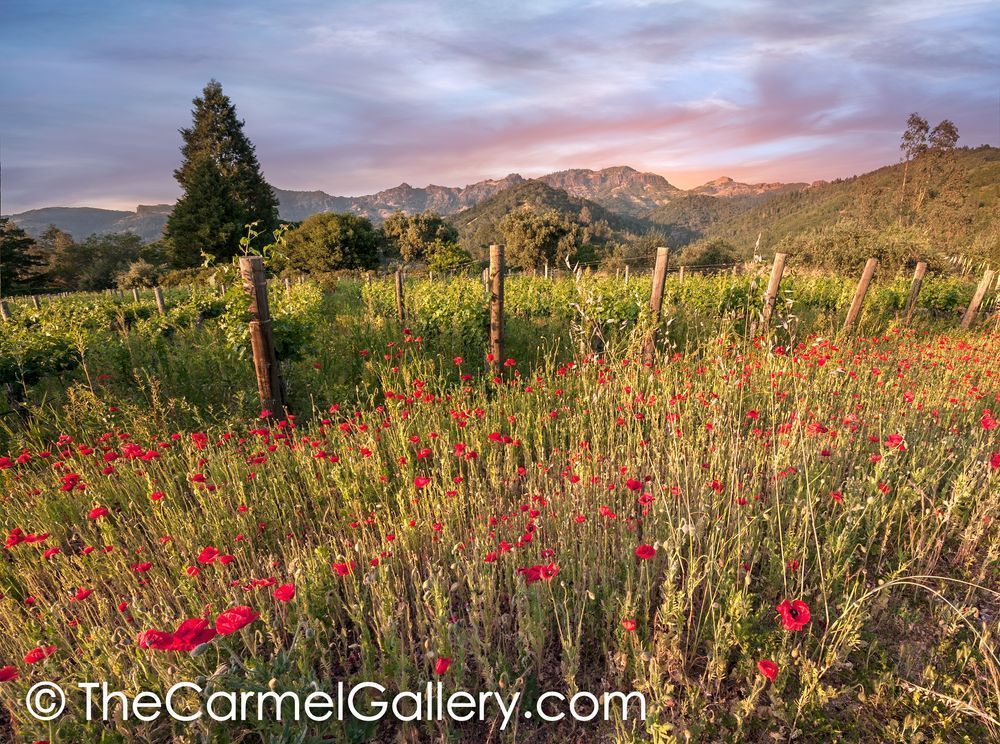 Wild Poppies and Palisades, Calistoga II