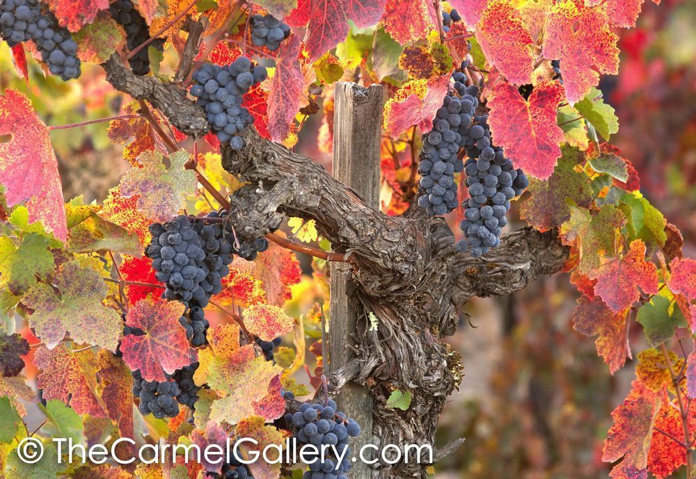 Wild Vines Wine Country