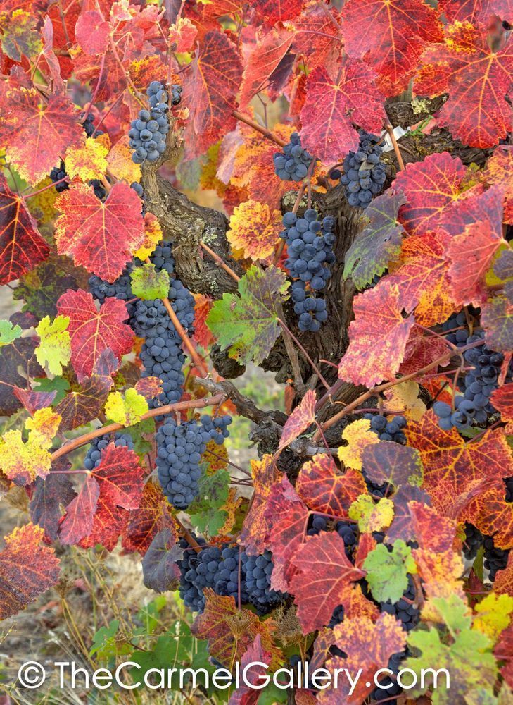 Wild Vines Wine Country II