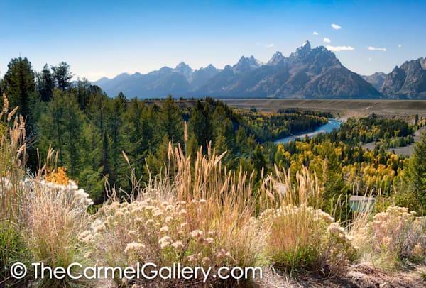 Wild Grass and Tetons