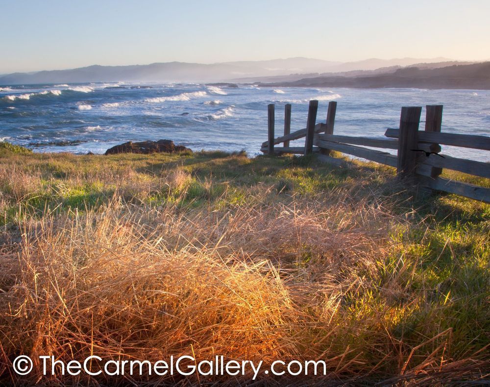 Wild Grass Waves
