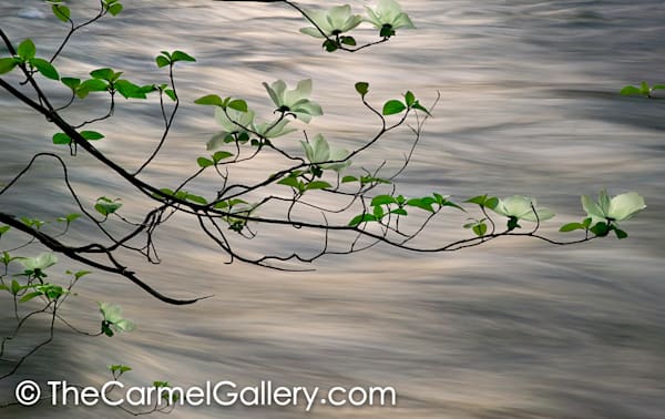 Wild Dogwood