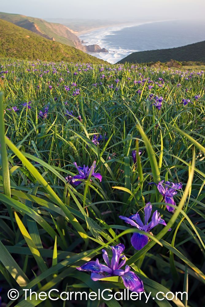 Wild Iris, Point Reyes II