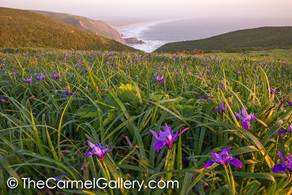 Wild Iris, Point Reyes I